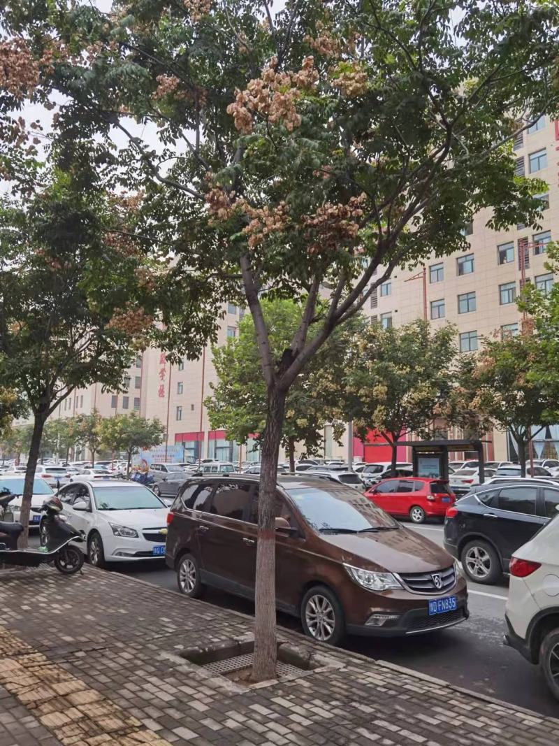 栾树