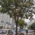 栾树