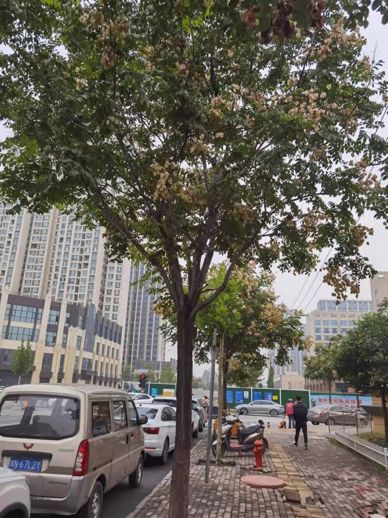 栾树