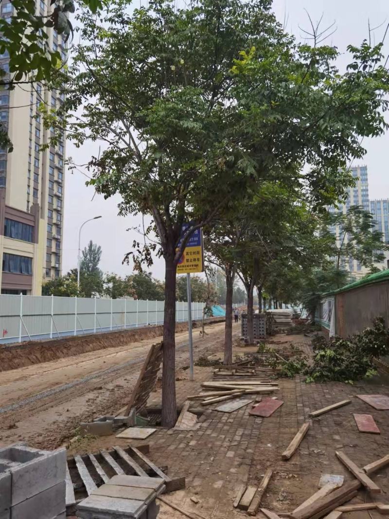 栾树