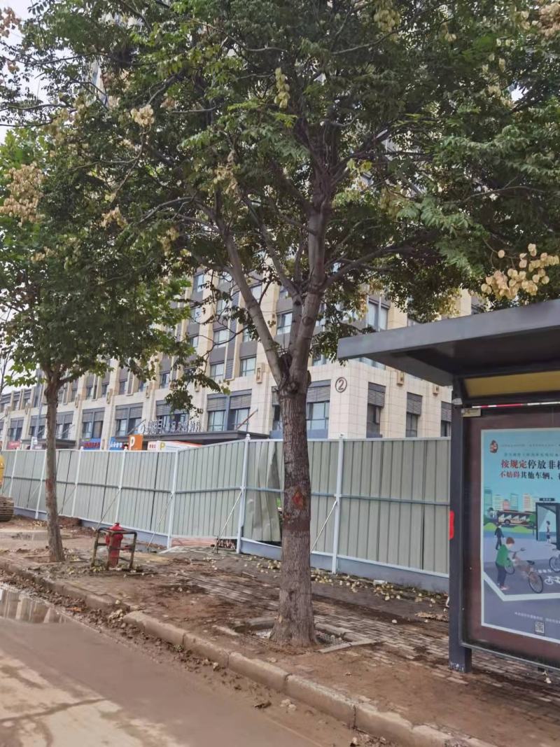 栾树