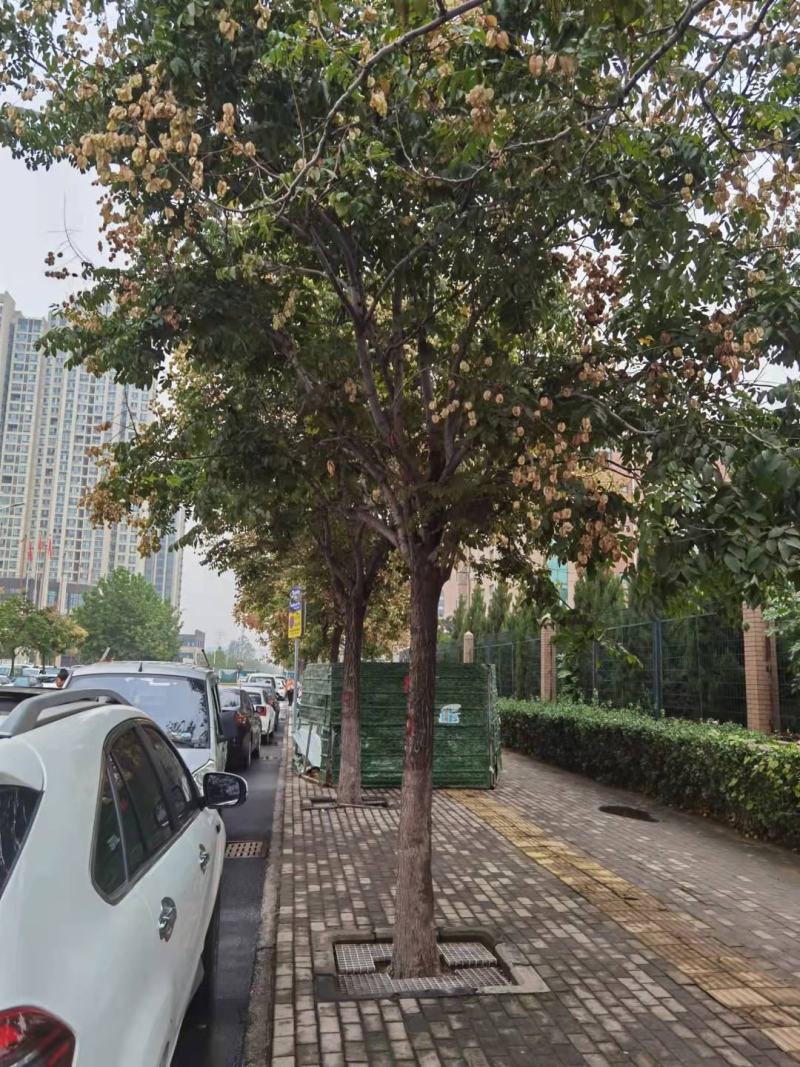 栾树