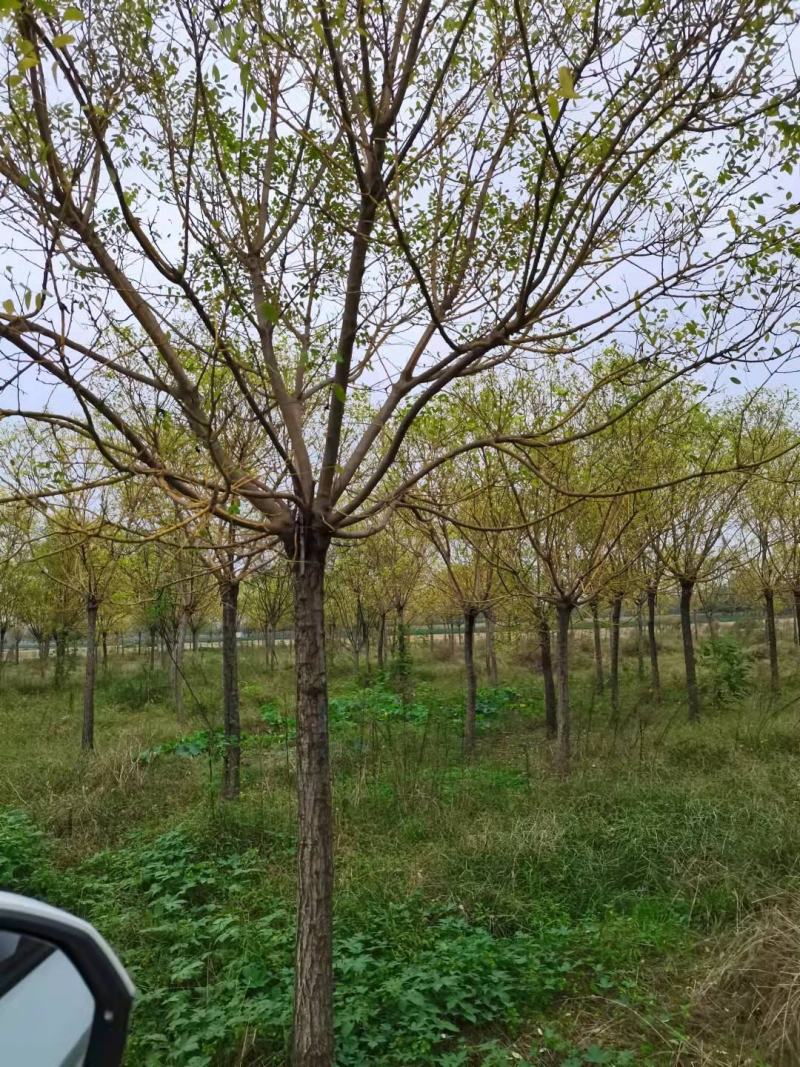 金枝槐