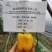 萧新黄帝甜椒种子一代杂交黄色甜椒种子观赏食用辣椒种子