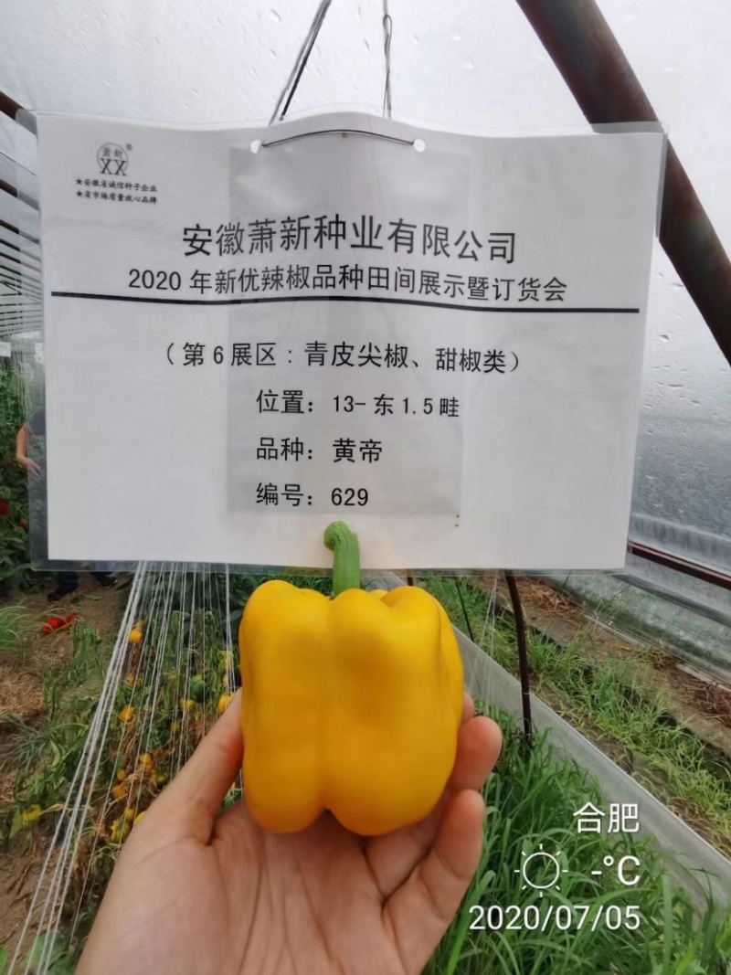萧新黄帝甜椒种子一代杂交黄色甜椒种子观赏食用辣椒种子