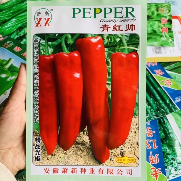 精品光椒萧新青红帅辣椒种子青红泡椒种子辣椒红椒种子