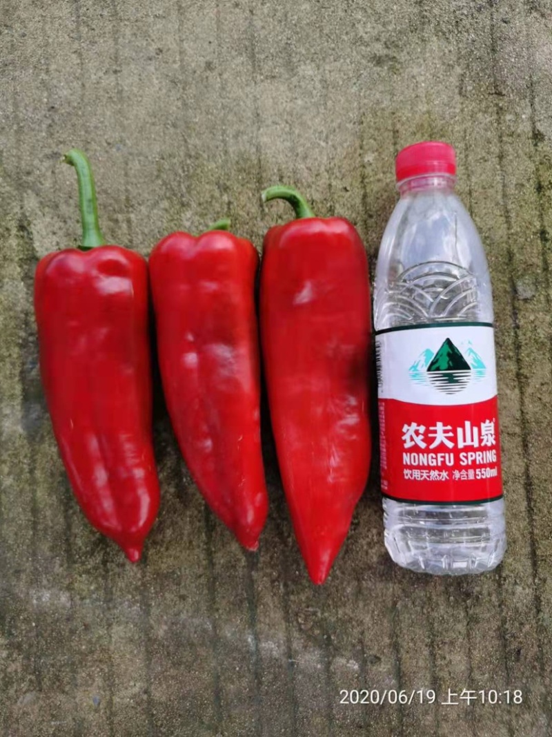 精品光椒萧新青红帅辣椒种子青红泡椒种子辣椒红椒种子