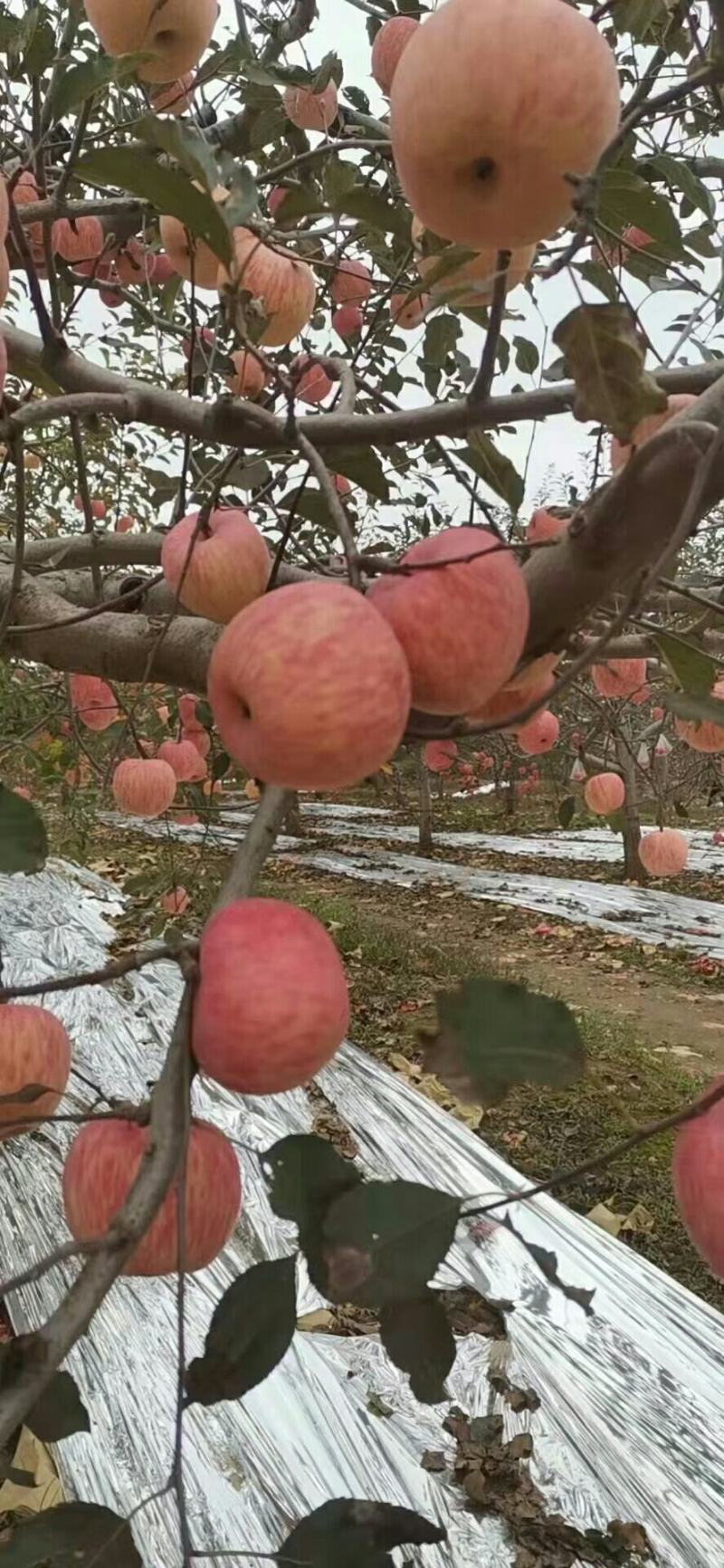 宜川县秋富士，开始订货了