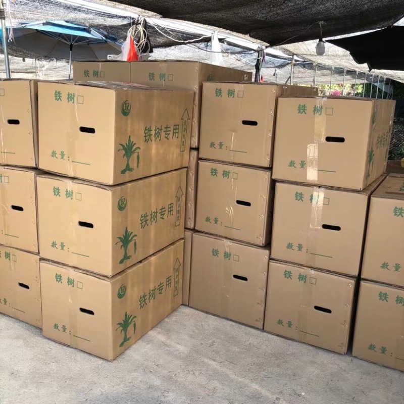 铁树小盆栽网红苏铁小清新造型基地直批