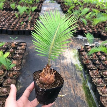 铁树小盆栽网红苏铁小清新造型基地直批
