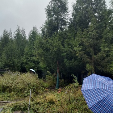 柳杉1到20公分湖北利川出售小苗：黄柏。水杉，桂花，紫薇