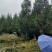 柳杉1到20公分湖北利川出售小苗：黄柏。水杉，桂花，紫薇