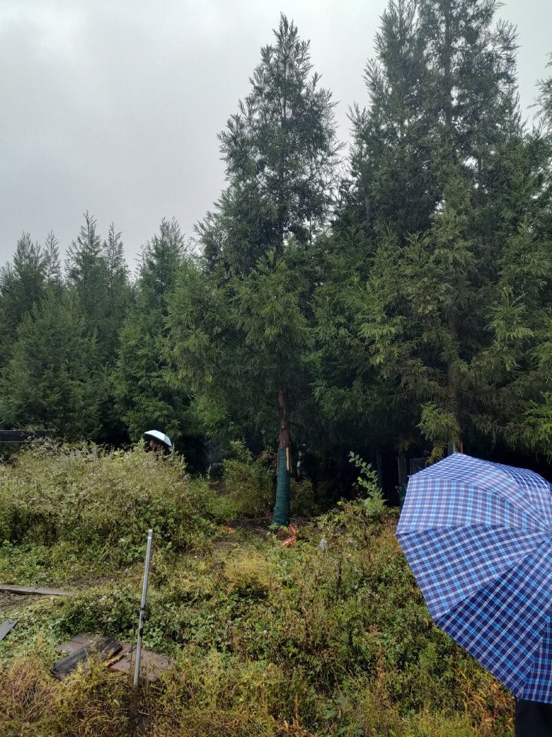 柳杉1到20公分湖北利川出售小苗：黄柏。水杉，桂花，紫薇