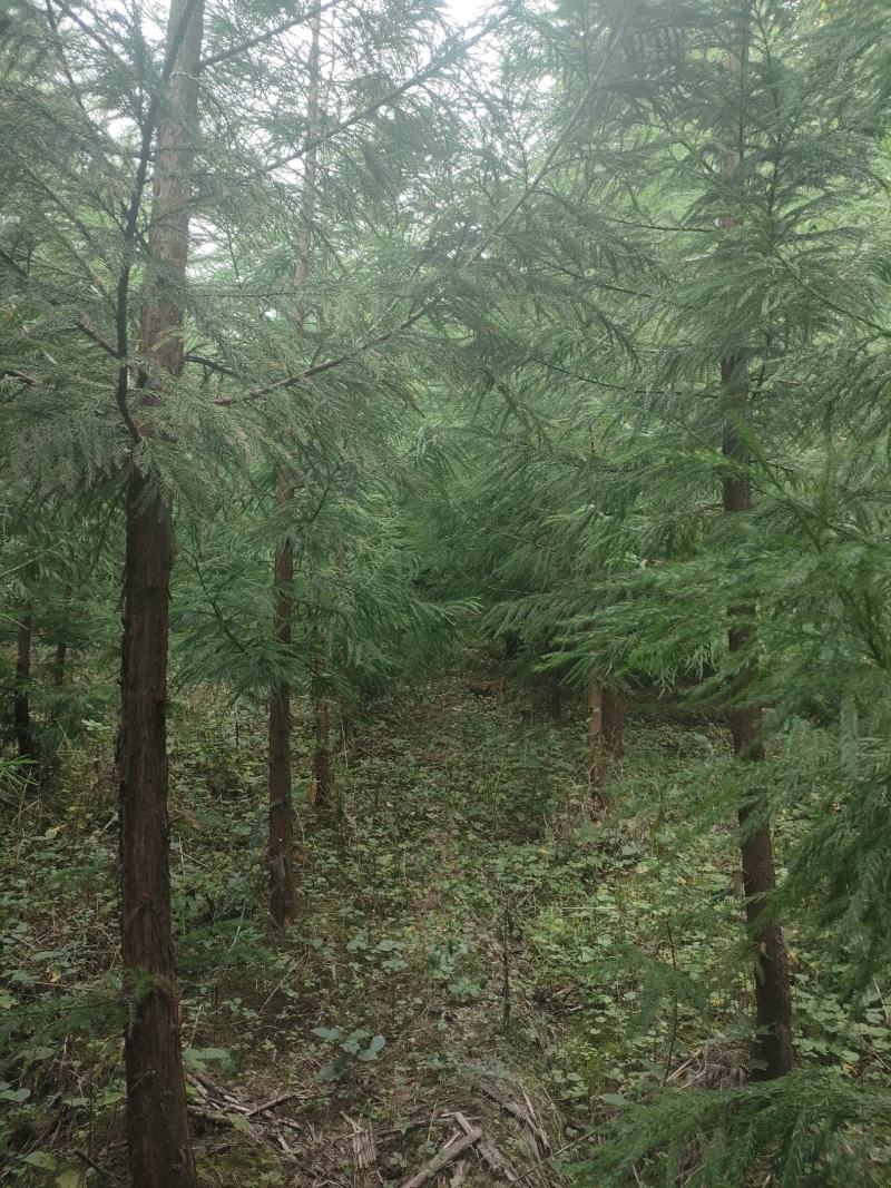 柳杉1到20公分湖北利川出售小苗：黄柏。水杉，桂花，紫薇