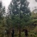柳杉1到20公分湖北利川出售小苗：黄柏。水杉，桂花，紫薇