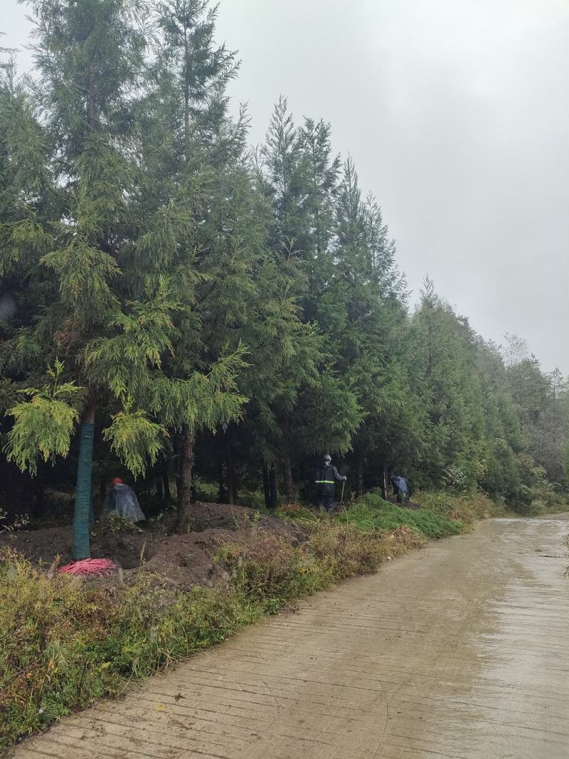 柳杉1到20公分湖北利川出售小苗：黄柏。水杉，桂花，紫薇