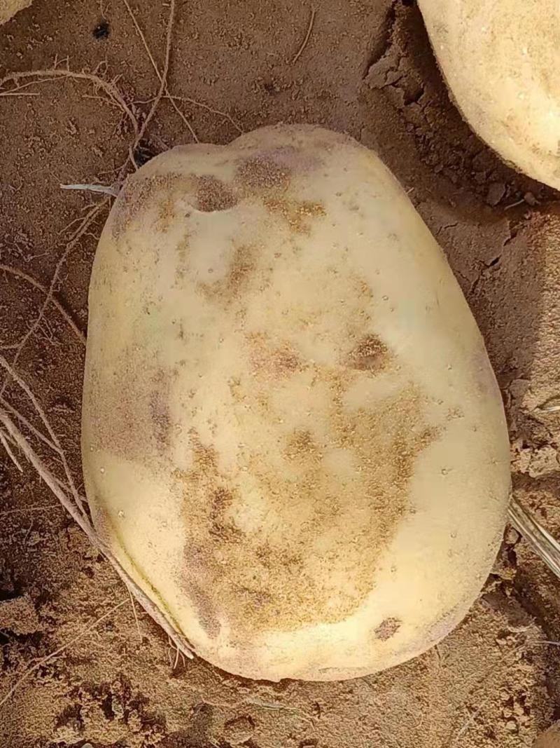 陕北沙漠土豆V7产地直发一手货源质量保证欢迎订购