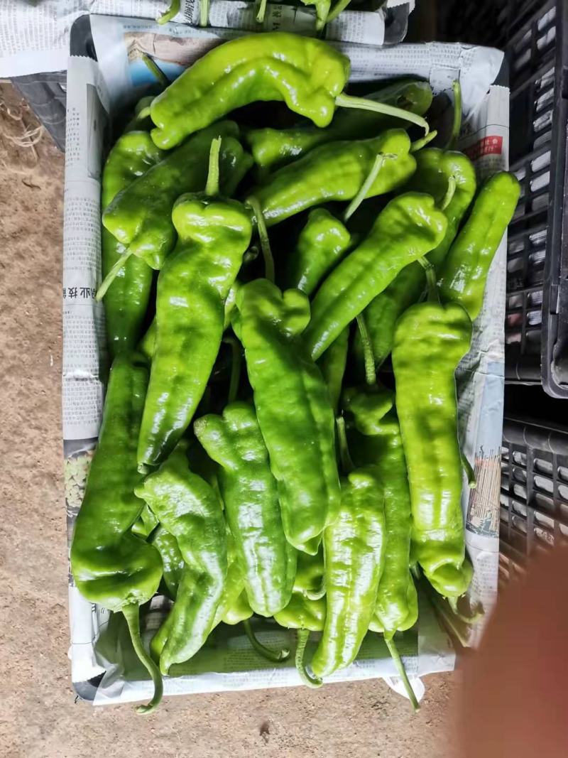 【精品】薄皮辣椒上市质量保证量大质优代收代发