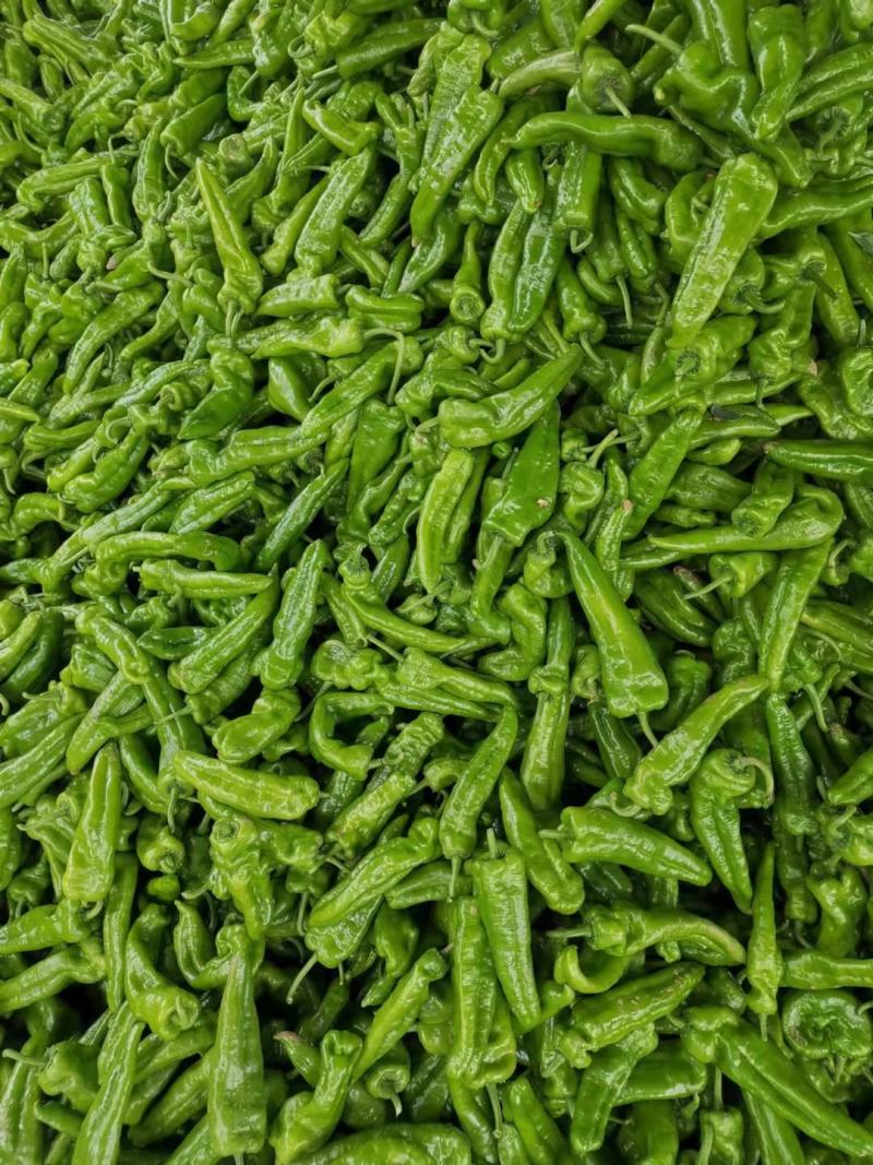 【精品】薄皮辣椒上市质量保证量大质优代收代发
