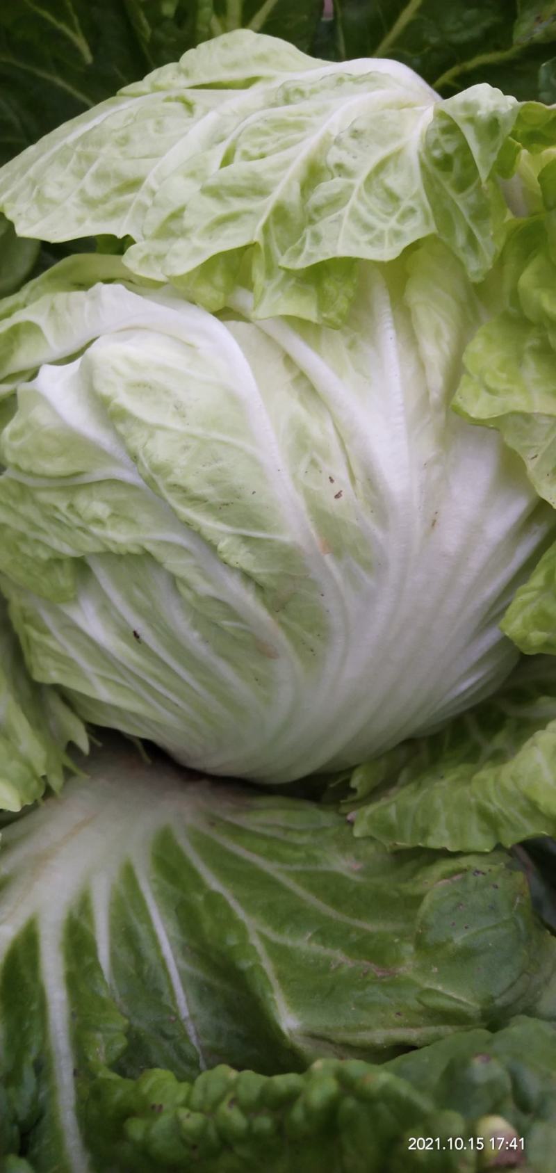 河南通许大白菜品种全，代收代储欢迎收购通许县蔬菜基地