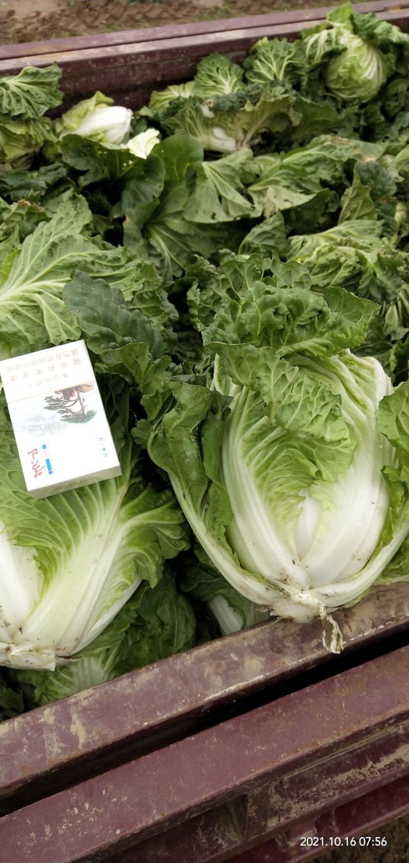 河南通许大白菜品种全，代收代储欢迎收购通许县蔬菜基地