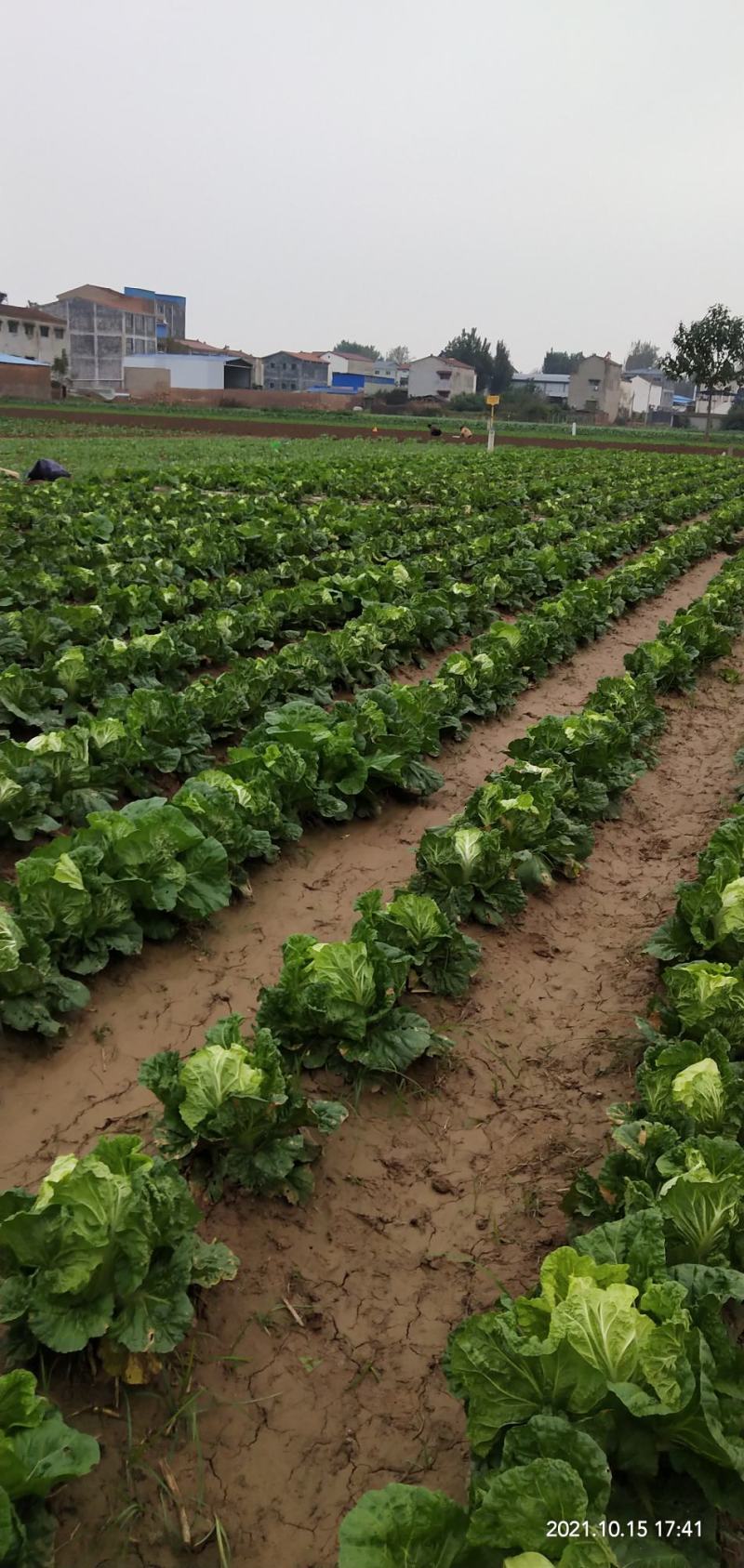 河南通许大白菜品种全，代收代储欢迎收购通许县蔬菜基地