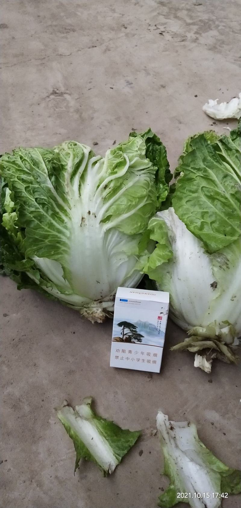 河南通许大白菜品种全，代收代储欢迎收购通许县蔬菜基地