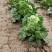 河南通许大白菜品种全，代收代储欢迎收购通许县蔬菜基地