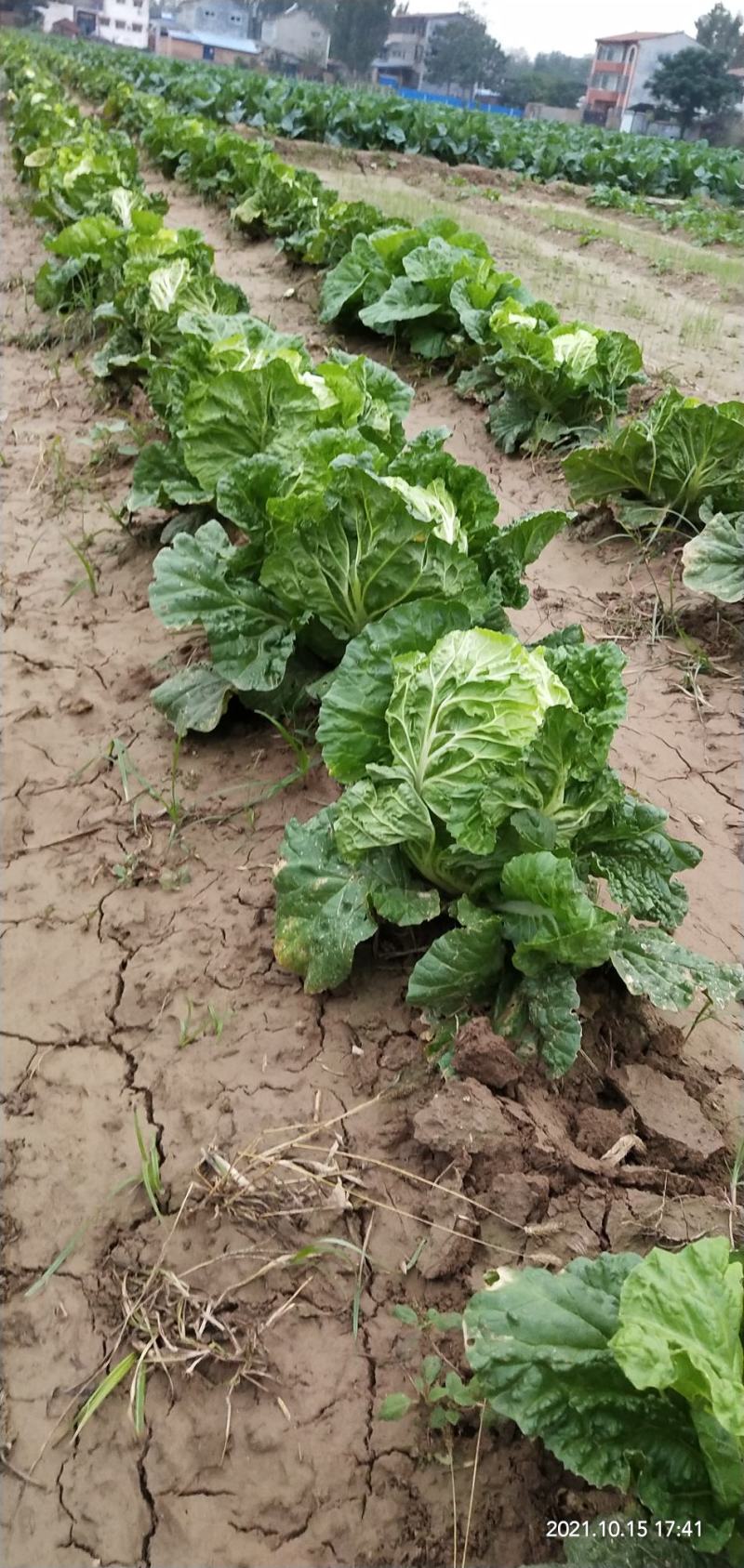 河南通许大白菜品种全，代收代储欢迎收购通许县蔬菜基地
