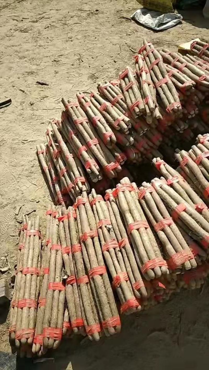 新鲜白玉山药，大量上市，产地直发天天有货保质保量，