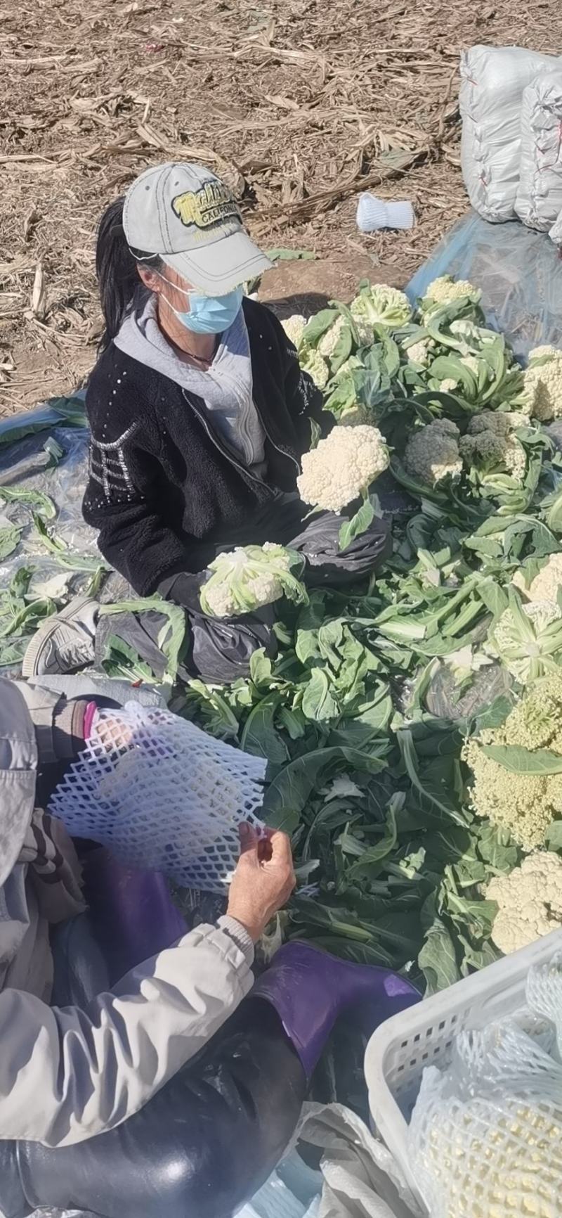 菜花，实花，有机花白花菜花紧密乳白2斤基地供应