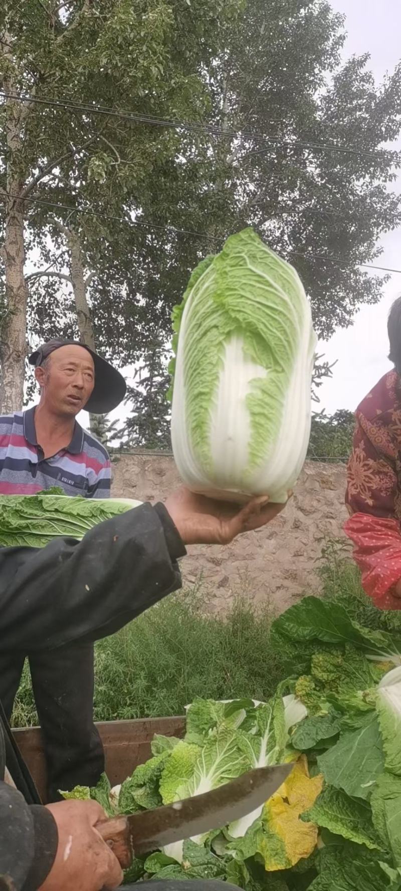 【实力】精品黄心大白菜，承接代销代购，各种蔬菜大量供应中