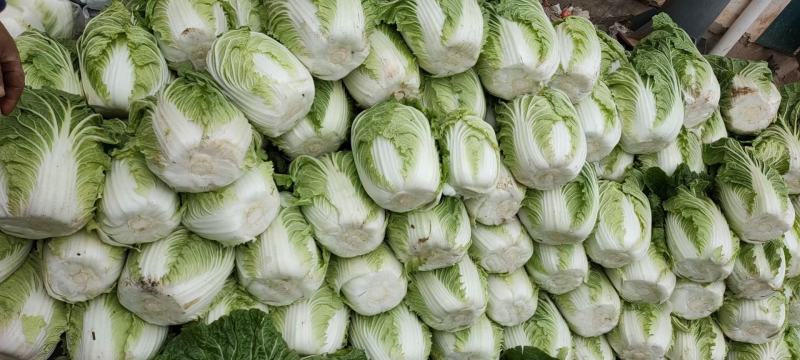 【实力】精品黄心大白菜，承接代销代购，各种蔬菜大量供应中