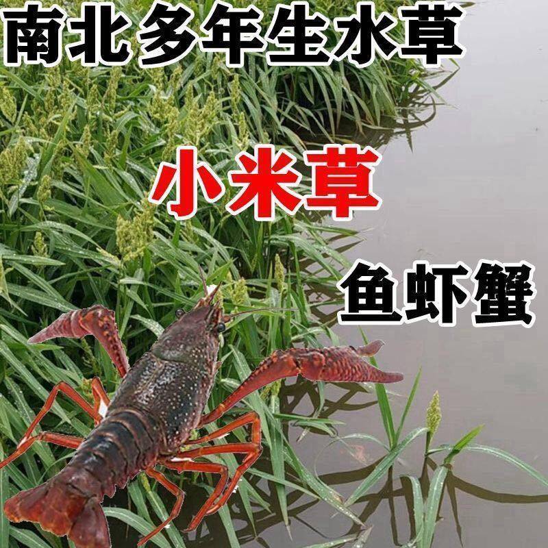小米草种子水草鱼虾蟹牧草籽雀叶稗湖南稷子高产耐水淹耐