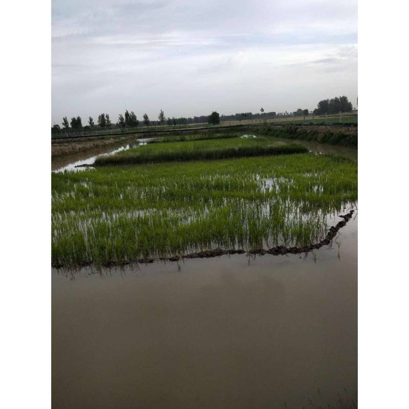 小米草种子水草鱼虾蟹牧草籽雀叶稗湖南稷子高产耐水淹耐