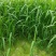 小米草种子水草鱼虾蟹牧草籽雀叶稗湖南稷子高产耐水淹耐