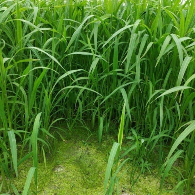小米草种子水草鱼虾蟹牧草籽雀叶稗湖南稷子高产耐水淹耐