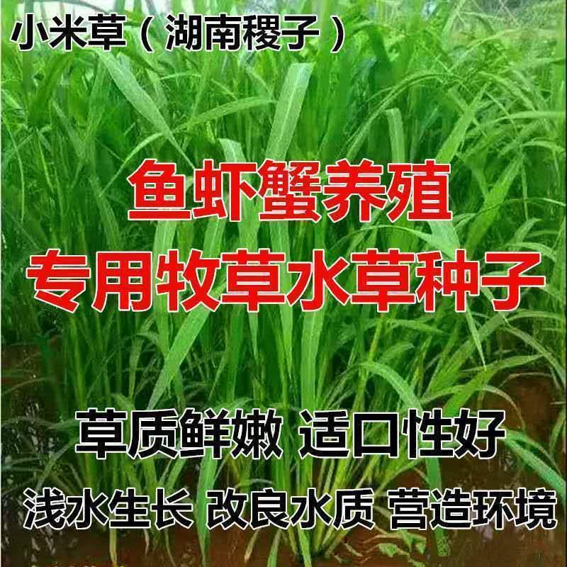 小米草种子水草鱼虾蟹牧草籽雀叶稗湖南稷子高产耐水淹耐