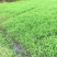 小米草种子水草鱼虾蟹牧草籽雀叶稗湖南稷子高产耐水淹耐