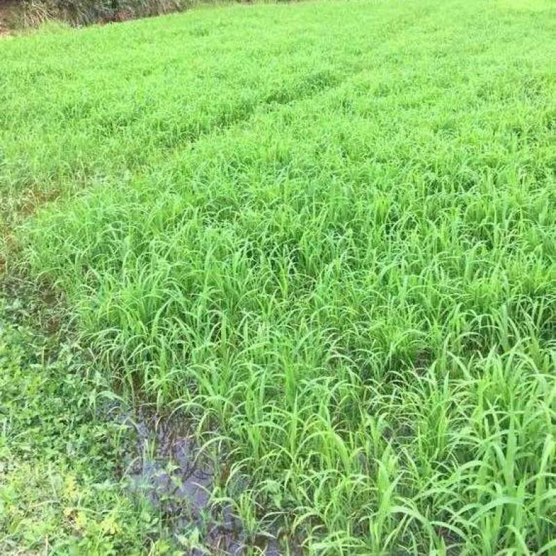 小米草种子水草鱼虾蟹牧草籽雀叶稗湖南稷子高产耐水淹耐