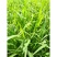 小米草种子水草鱼虾蟹牧草籽雀叶稗湖南稷子高产耐水淹耐