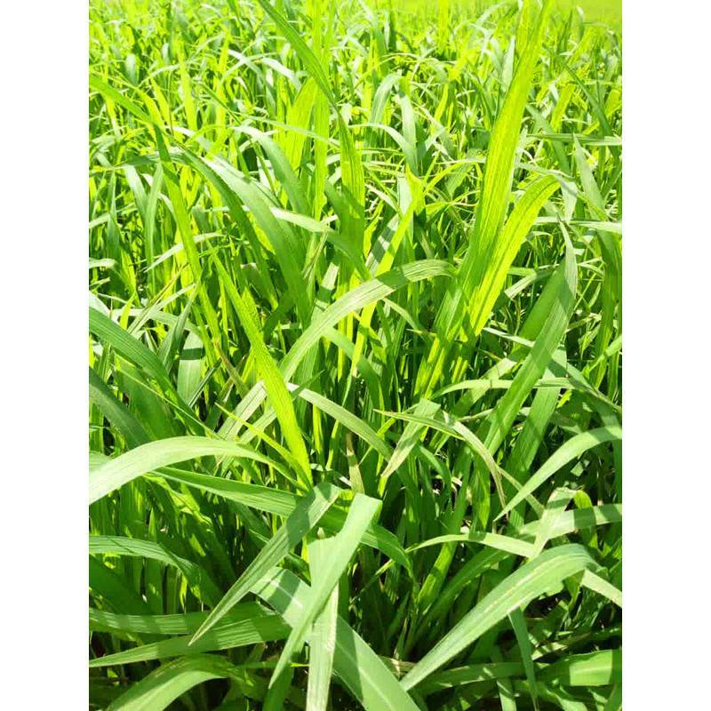 小米草种子水草鱼虾蟹牧草籽雀叶稗湖南稷子高产耐水淹耐