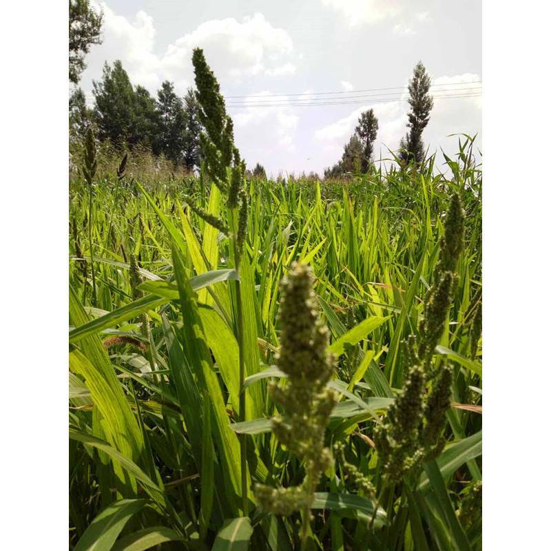 小米草种子水草鱼虾蟹牧草籽雀叶稗湖南稷子高产耐水淹耐