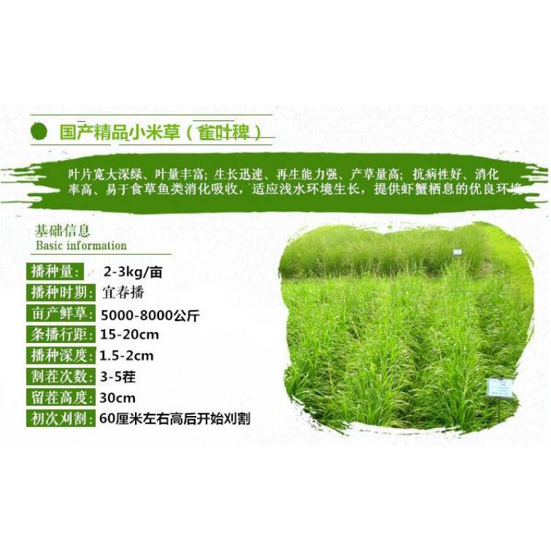 小米草种子水草鱼虾蟹牧草籽雀叶稗湖南稷子高产耐水淹耐