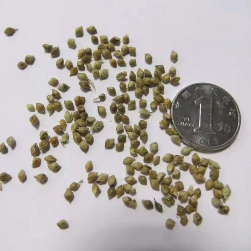 小米草种子水草鱼虾蟹牧草籽雀叶稗湖南稷子高产耐水淹耐