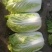 河南通许大白菜品种全，代收代储欢迎收购通许县蔬菜基地