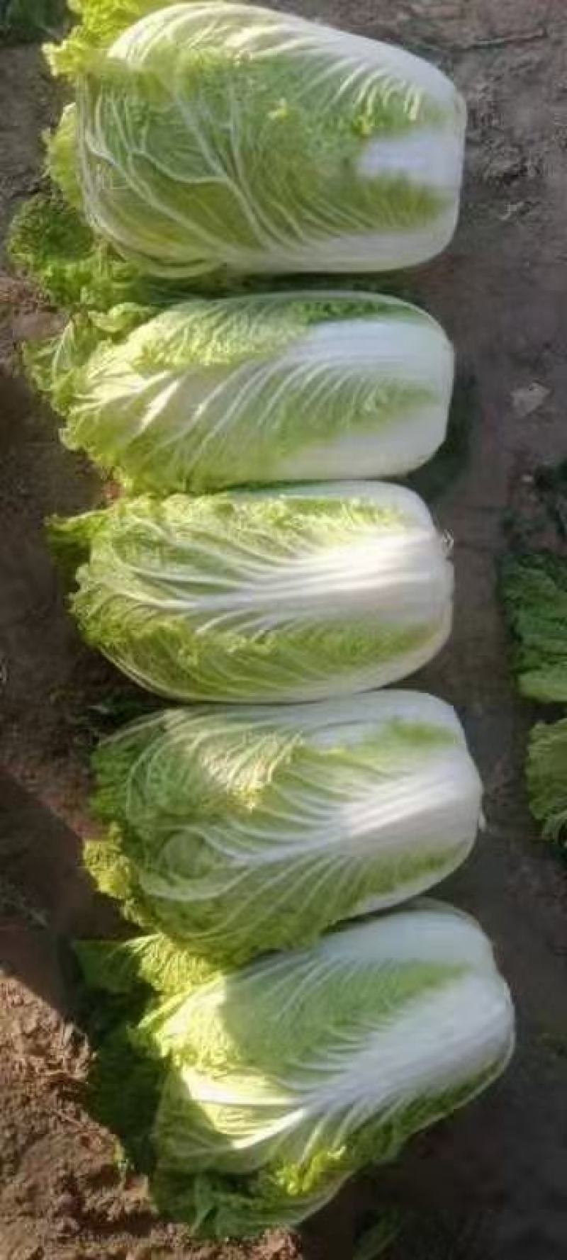 河南通许大白菜品种全，代收代储欢迎收购通许县蔬菜基地