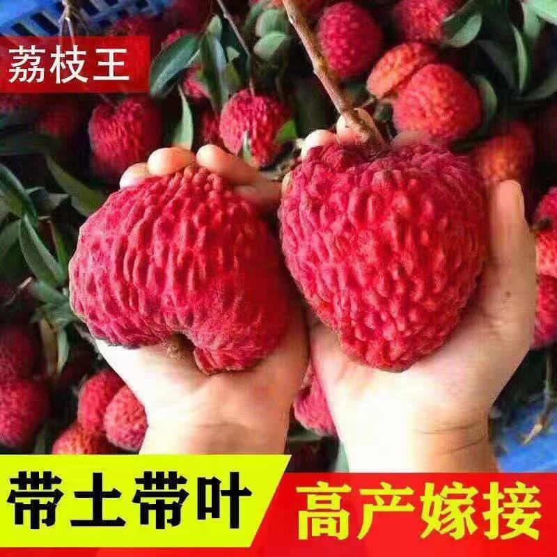 荔枝wang大果荔枝品种，嫁接杯苗