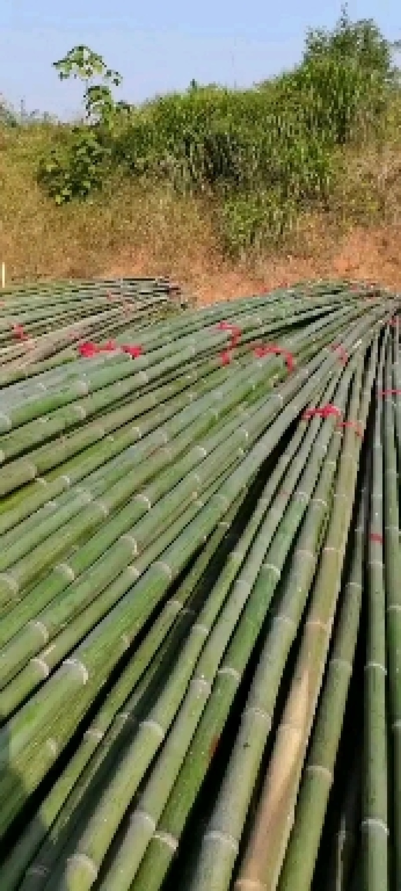 优质菜架批发