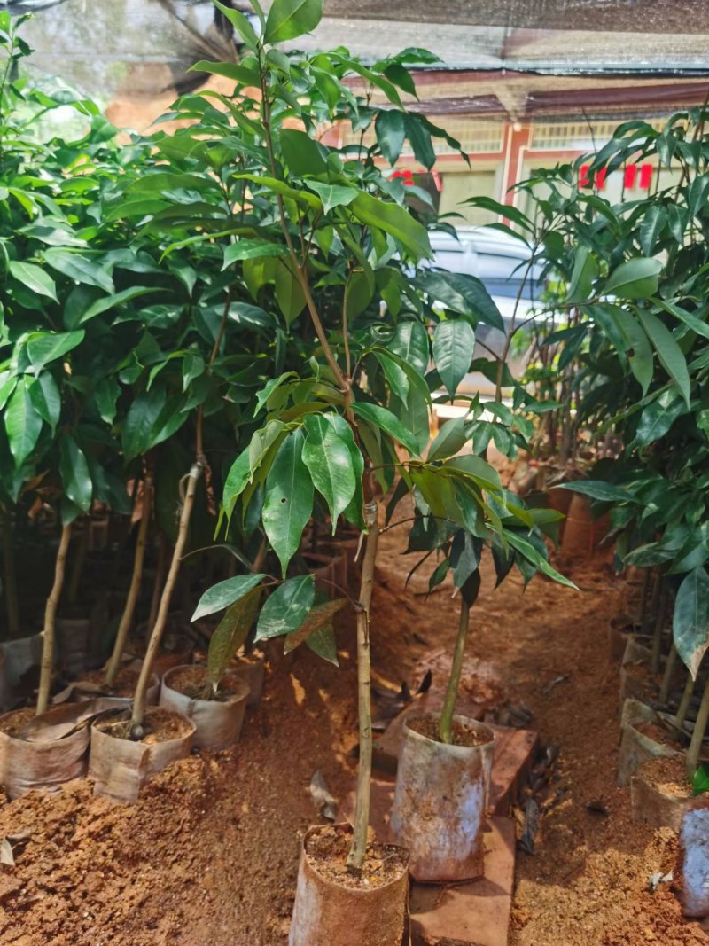 荔枝wang大果荔枝品种，嫁接杯苗